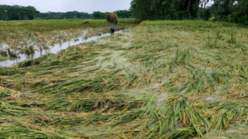 পাহাড় থেকে হাওর: প্রকৃতি আর কৃষকের লড়াই