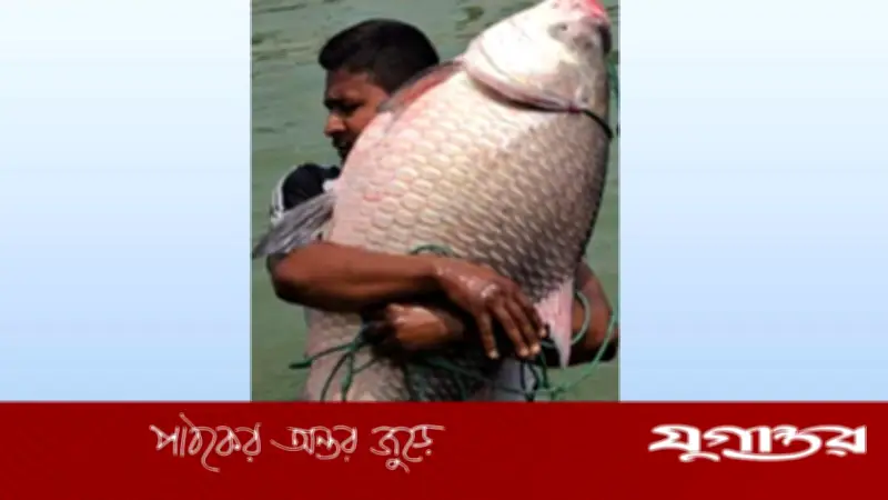 পদ্মায় ধরা পড়ল ২৪ কেজি ৯০০ গ্রামের কাতল, দাম ৫৭ হাজার টাকা