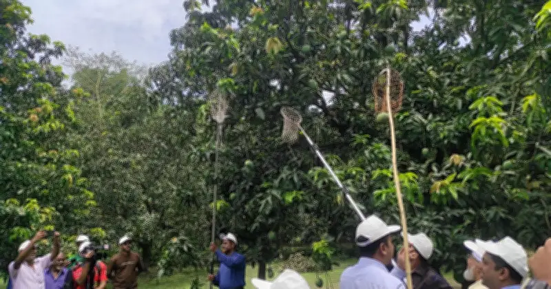 সাতক্ষীরায় নিরাপদ আম সংগ্রহ উৎসবের উদ্বোধন