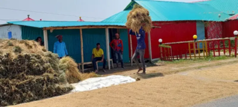 নেত্রকোনায় রোদ ফিরলেও হাওরের ধান ক্ষতির শঙ্কা কাটেনি