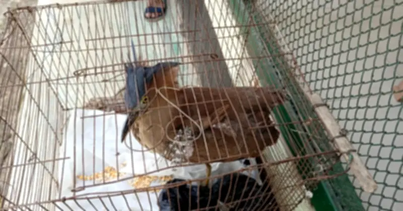 কাপ্তাইয়ে বিরল প্রজাতির পাখি উদ্ধার, পাচারকারীরা পালিয়েছে