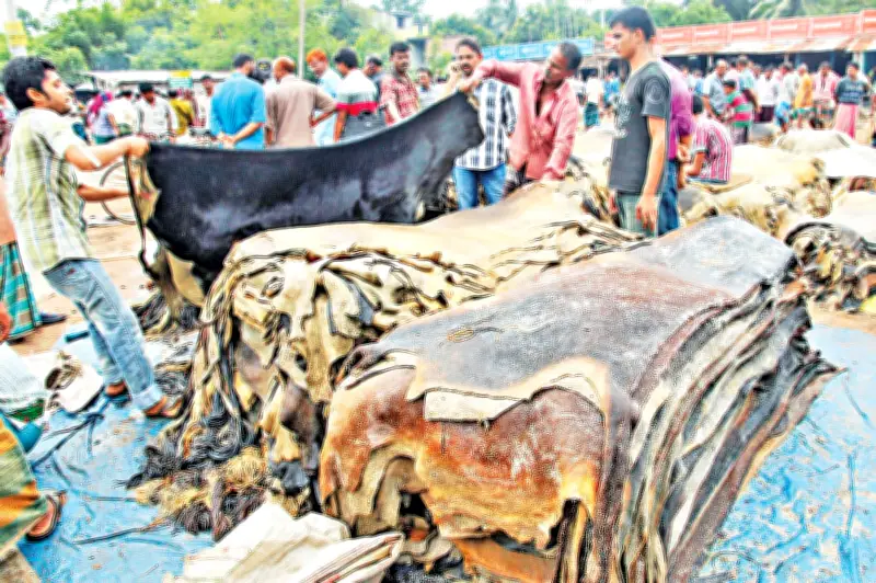 ঈদুল আজহায় চামড়া কিনতে ব্যবসায়ীদের বিশেষ ঋণের নির্দেশ