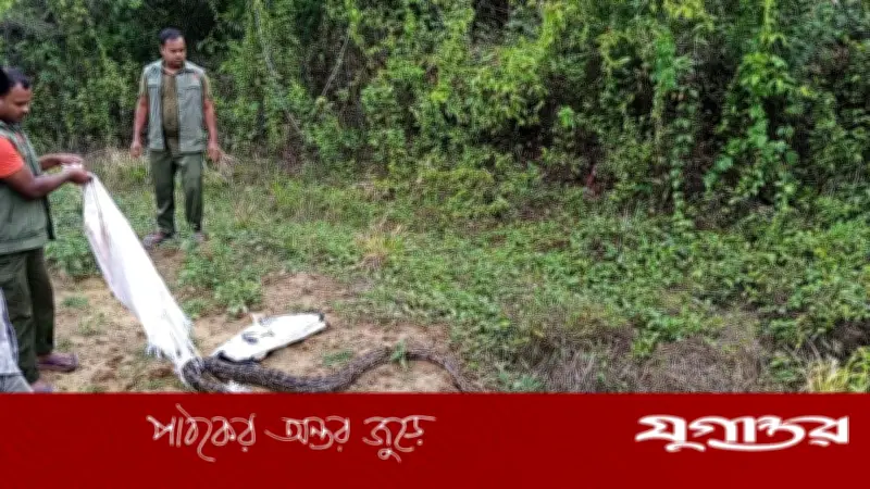 লোহাগাড়ায় ১৪ ফুট অজগর উদ্ধার, চুনতী অভয়ারণ্যে অবমুক্ত