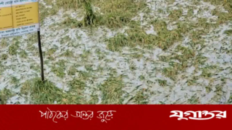 দোহারে টানা বৃষ্টিতে বোরো ধান নষ্ট, কৃষকের স্বপ্ন ভঙ্গ