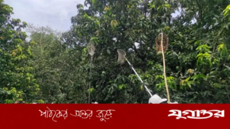 সাতক্ষীরায় আম সংগ্রহ শুরু, চাষিদের মাঝে উৎসবের আমেজ