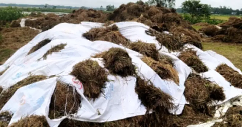 হবিগঞ্জে বৃষ্টিতে বোরো ধান তলিয়ে যাওয়ায় কৃষকদের নতুন সংকট