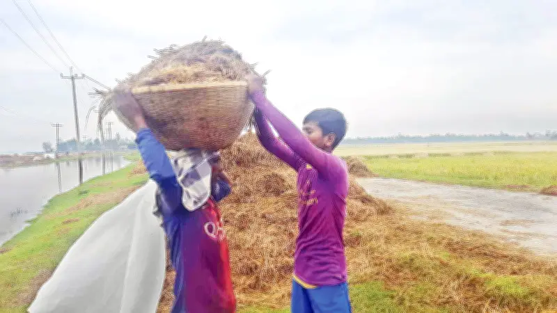 ডুবে যাওয়া স্বপ্নের শেষ অংশ বাঁচানোর চেষ্টা করছেন হবিগঞ্জের কৃষক