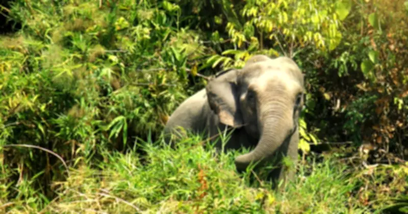 নেত্রকোনায় বন্যহাতির আক্রমণে যুবক নিহত