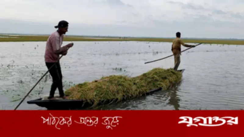 সুনামগঞ্জে বন্যা: পানির নিচে ১৫ হাওড়, ধান তুলতে হিমশিম কৃষক