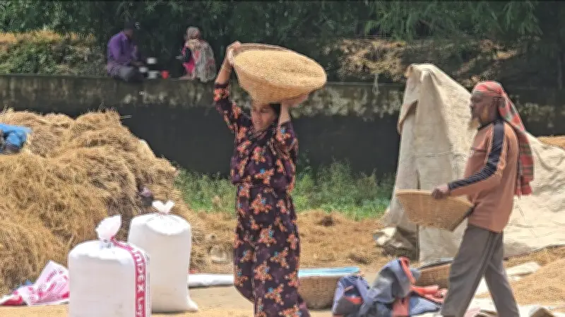 সুনামগঞ্জে রোদের দেখা মেলায় ধান শুকানোর কাজে ব্যস্ত কৃষকরা