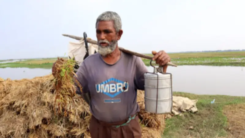 পানিতে তলিয়ে যাওয়া ধান তুলতে হাওরে নোমান মিয়ার হাহাকার