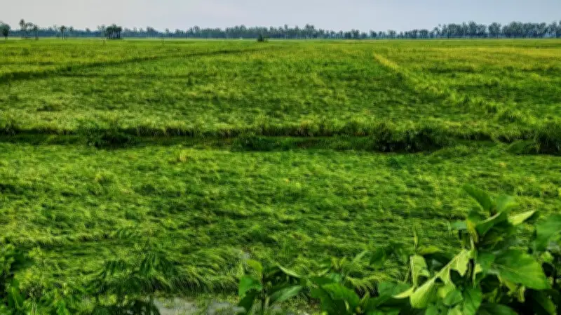 জয়পুরহাটে কালবৈশাখী ঝড়ে বোরো ধানের ব্যাপক ক্ষতি
