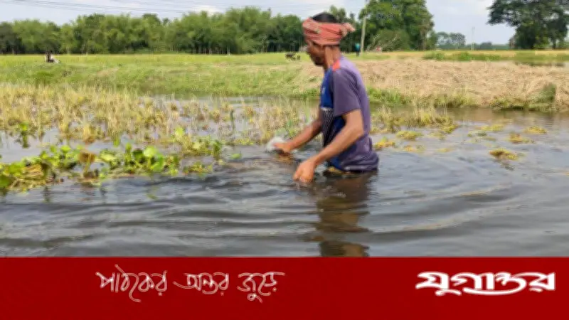 গৌরীপুরে বন্যায় ধান ও সবজির ব্যাপক ক্ষতি, কৃষকরা দুর্ভোগে