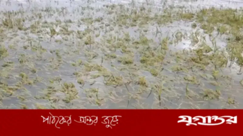 কিশোরগঞ্জের হাওড়ে ২৫৯ কোটি টাকার ফসল নষ্ট, ৫০ হাজার কৃষক ক্ষতিগ্রস্ত