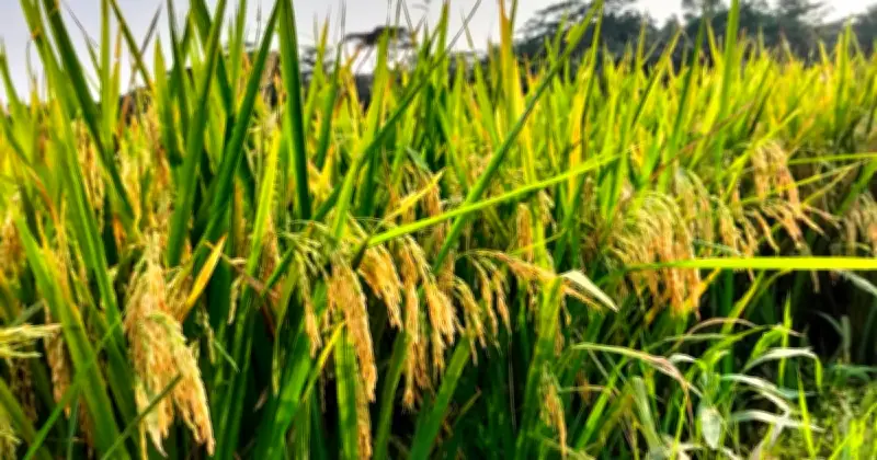 গোপালগঞ্জে বিআরআরআই ধান-১০৮ চাষে কৃষকদের আগ্রহ বাড়ছে