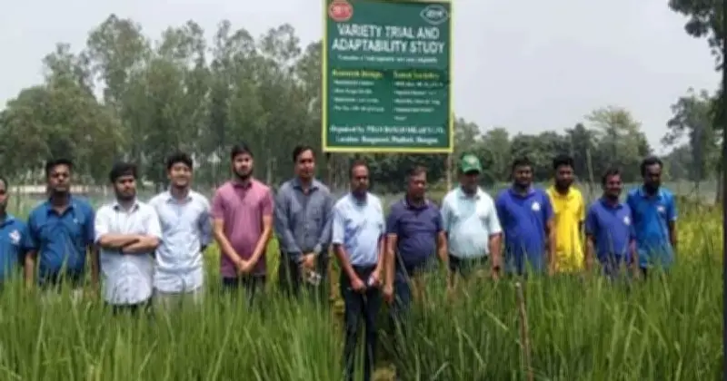 দিনাজপুরে বাসমতি ও উচ্চমূল্যের ধানের সফল পরীক্ষামূলক চাষ