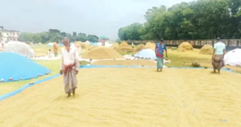 রোদ ফিরতেই হাওরে ধান শুকানোর ব্যস্ততা, স্বস্তি ফিরেছে কৃষকদের মাঝে
