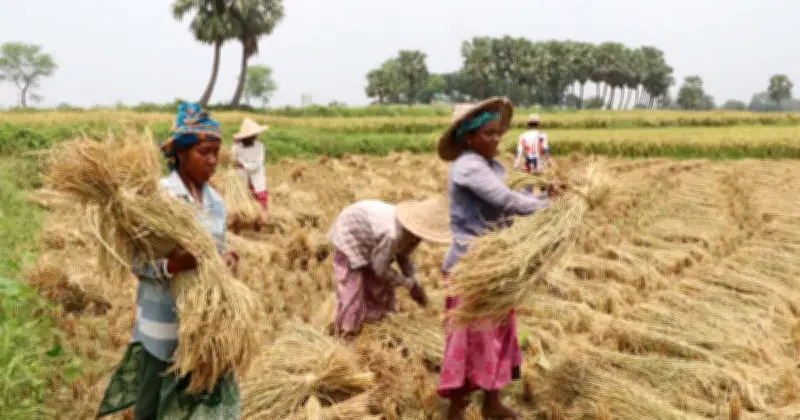 সোনালি ফসলের আড়ালে লাভের অংক শূন্য, খড়ই কৃষকের শেষ ভরসা