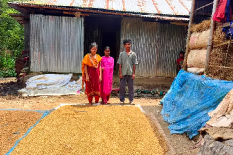 হাকালুকি হাওরে ধান ডুবে যাওয়ায় বর্গাচাষির স্ট্রোক, পরিবার দুশ্চিন্তায়