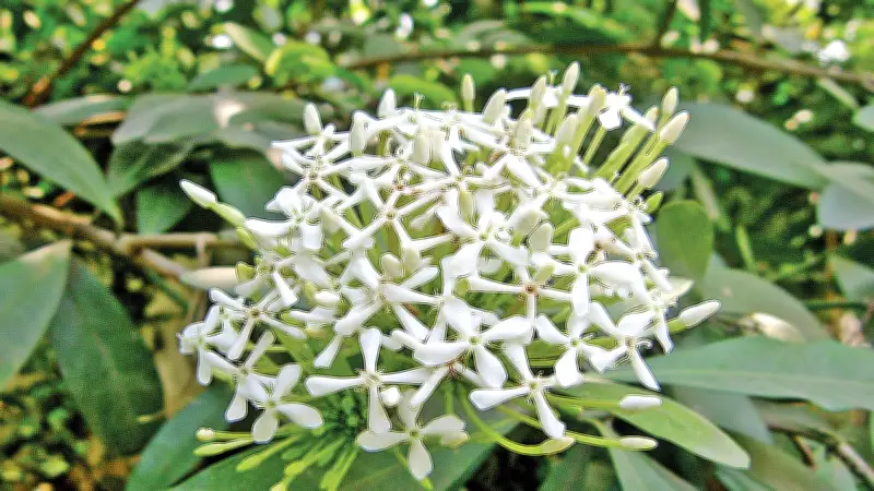 চারুকলায় ফুটেছে হলুদ ট্যাবেবুইয়া ও সুরভি রঙ্গন