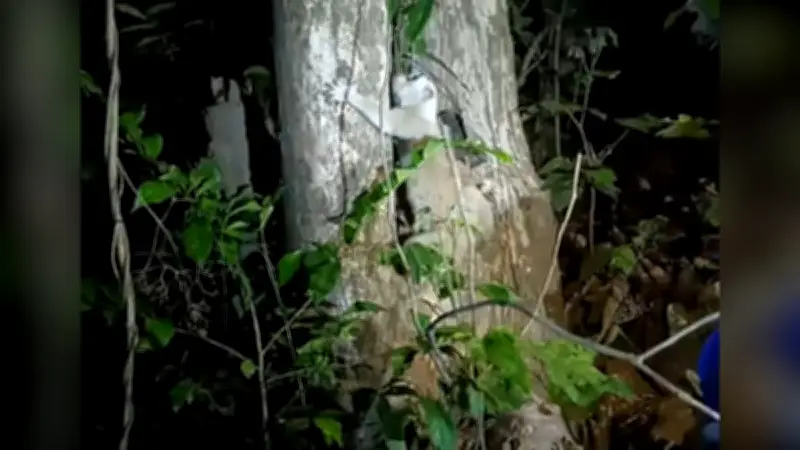 বাংলাদেশের নতুন শিক্ষানীতি ঘোষণা, বাধ্যতামূলক শিক্ষা ১২ বছর