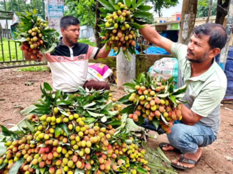 দেশজুড়ে নানা খবর: আঙুর চাষ থেকে ধান শুকানো