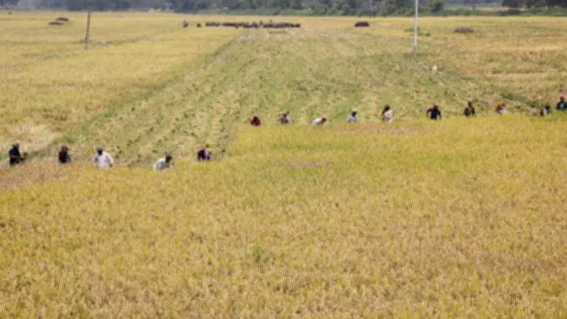ধান কাটা ও মাড়াইয়ের ব্যস্ততায় কৃষকরা