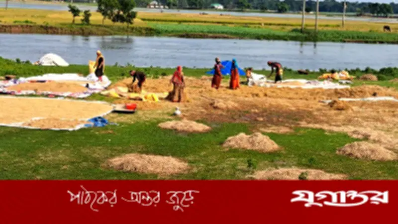 নেত্রকোনায় ঝলমলে রোদে স্বস্তি, পচা ধান শুকাতে ব্যস্ত কৃষক