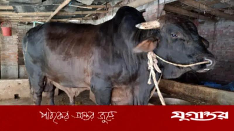 নওগাঁয় ৪০ মণের ‘সোনা-মানিক’, দাম ১২ লাখ টাকা