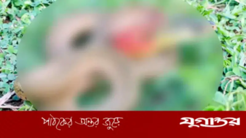 হাটহাজারীতে বিরল প্রজাতির ‘লাল-গলা ঢোঁড়া’ সাপ উদ্ধার