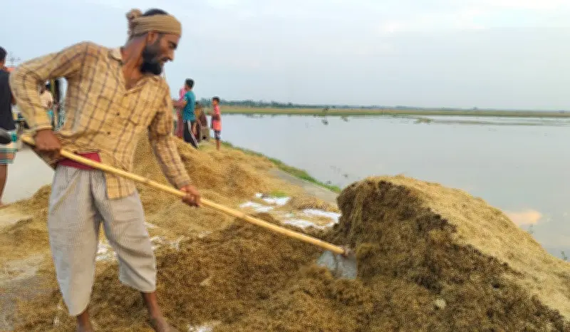 হাওরে বন্যায় কৃষকের সর্বস্বান্ত, ঋণের বোঝা মাথায়