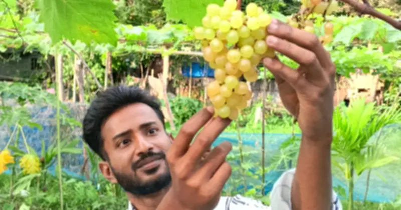 চাকরি না করে জমিতেই মরুভূমির ফল আঙুর চাষে সাফল্য ইকরামের