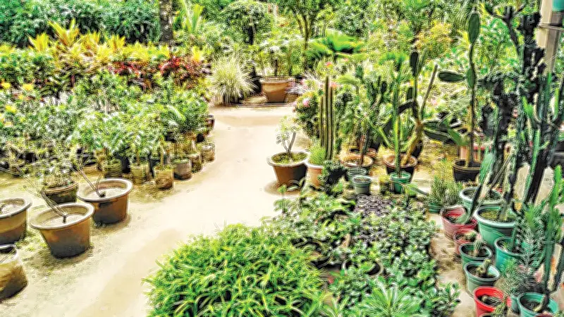 নার্সারিতে গাছের চারা রপ্তানি ধস, ১১ হাজার ডলারে নেমেছে