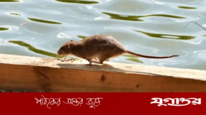 হান্টাভাইরাস: ক্রুজ জাহাজে প্রাদুর্ভাব, কতটা উদ্বিগ্ন হওয়া উচিত?