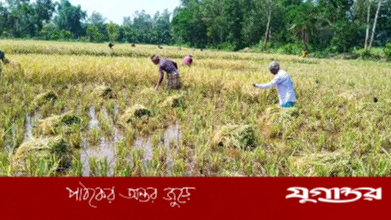 জোঁকের আক্রমণে ধান কাটতে পারছেন না মীরসরাইয়ের কৃষকরা