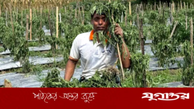 কৃষকের স্বপ্ন ভাঙল দুর্বৃত্তের প্রতিহিংসায়, মরিচ গাছ উপড়ে ফেলল