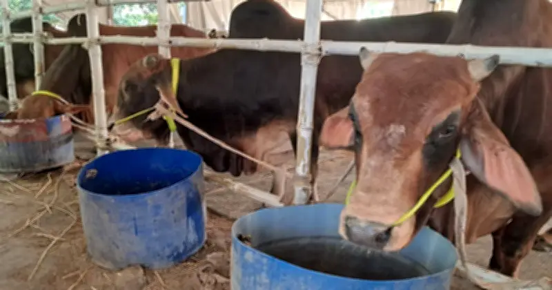 ঈদুল আজহা: রাজধানীর খামারিরা শেষ মুহূর্তের প্রস্তুতি, দাম বাড়ার শঙ্কা