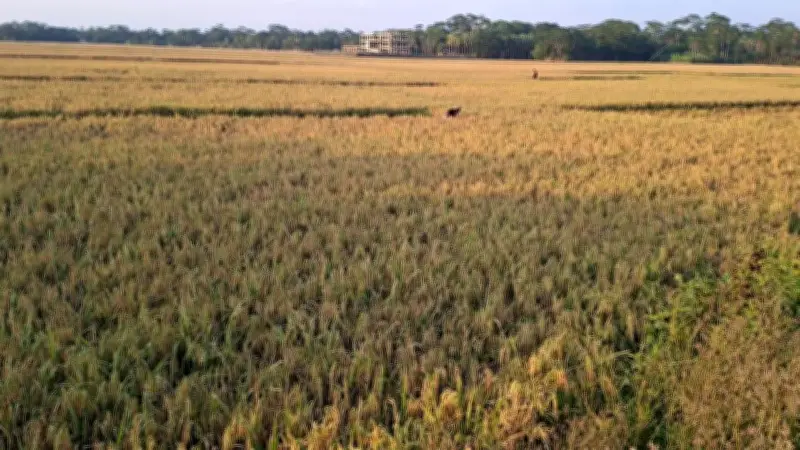 শরণখোলায় ধান কাটা নিয়ে কৃষকদের দুশ্চিন্তা