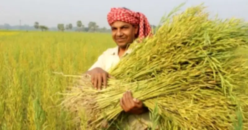 ভারী বর্ষণে রাঙ্গুনিয়ায় বোরো ধানের ক্ষতি, আশঙ্কা কাটেনি কৃষকদের