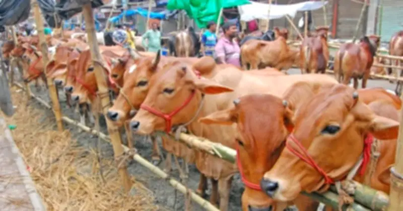 খুলনা বিভাগে কোরবানির পশুর উদ্বৃত্ত, দাম কমার আশা