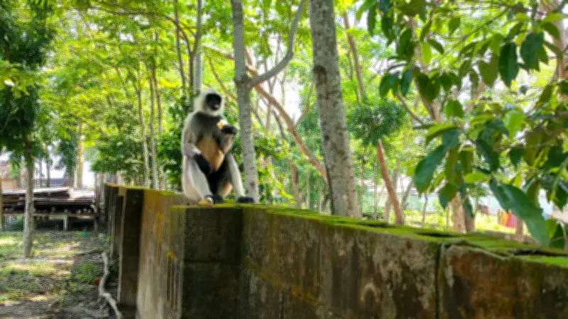 জাজিরায় পদ্মা সেতু এলাকায় বিরল হনুমানের দেখা মিলেছে