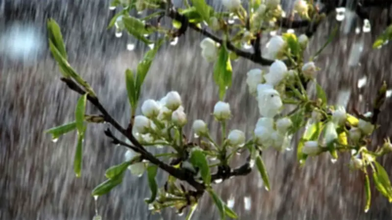 টানা ৫ দিন সারাদেশে ঝোড়োবৃষ্টির আভাস, শুভেন্দু অধিকারীর শপথ