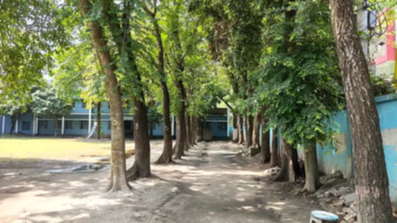 রাজশাহীর কলেজে ২৫টি গাছ কাটা নিয়ে বিতর্ক