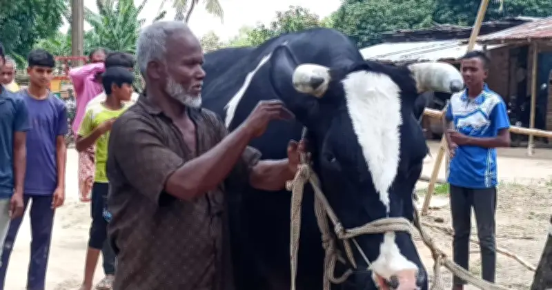 দিনাজপুরের মহারাজা: ২০ লাখ টাকার বিশাল ষাঁড়, দেখতে ভিড়