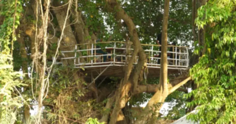 বটগাছের ওপর ক্যাফে: প্রকৃতির মাঝে এক ভিন্ন অভিজ্ঞতা