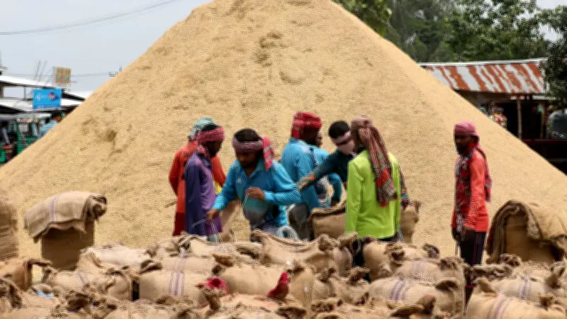 সিংড়ায় জামতলী হাটে ধানের স্তূপ, বস্তাপ্রতি ১৯ টাকা মজুরি