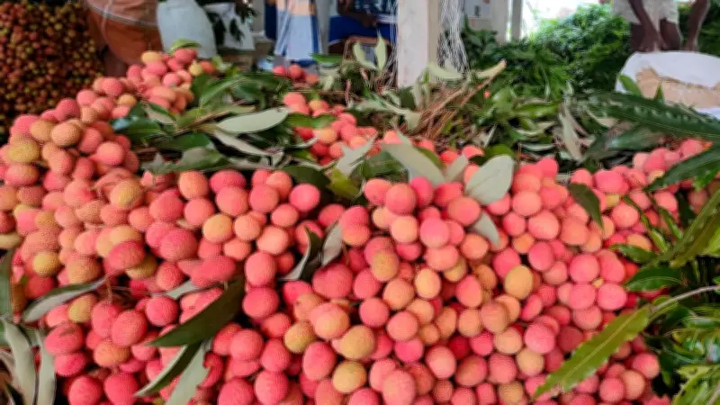 লিচুর মৌসুমে গুরুদাসপুরে কোটি টাকার লেনদেন, নানা ঘটনায় আলোচিত