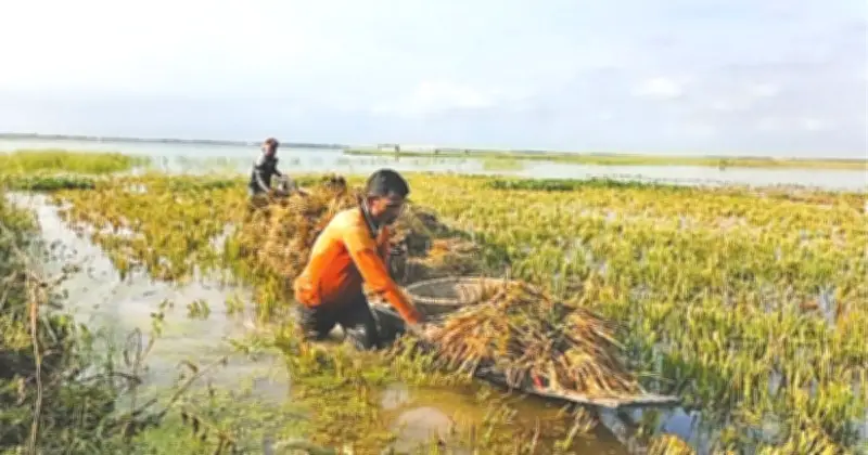 সুনামগঞ্জে বন্যায় কৃষকের দুর্দশা: ধান পচে খড়ের সঙ্গে মিশে যাচ্ছে