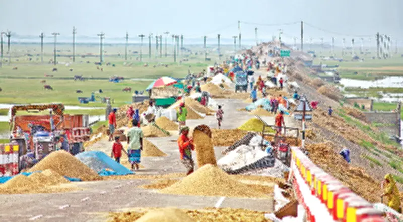 হাওরে ধান শুকাতে সড়কই ভরসা কৃষকদের