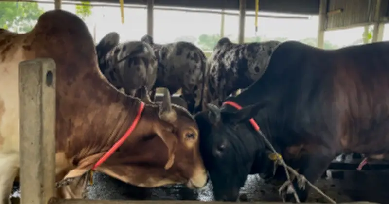 ঢাকার ধামরাইয়ে ঈদুল আজহায় ৫১ হাজার গবাদিপশু প্রস্তুত